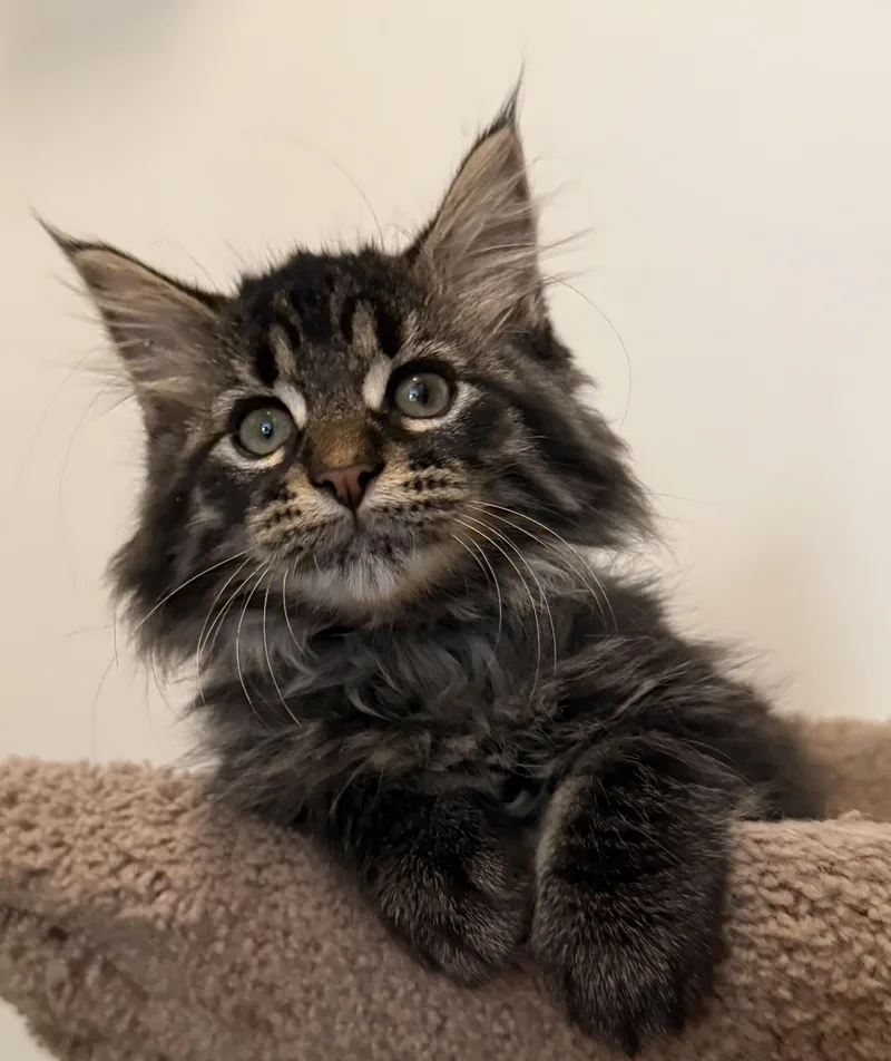 A baby small-sized female Tabby (Gray / Blue / Silver) Domestic Medium Hair cat named Raisinet for adoption in Blaine, MN