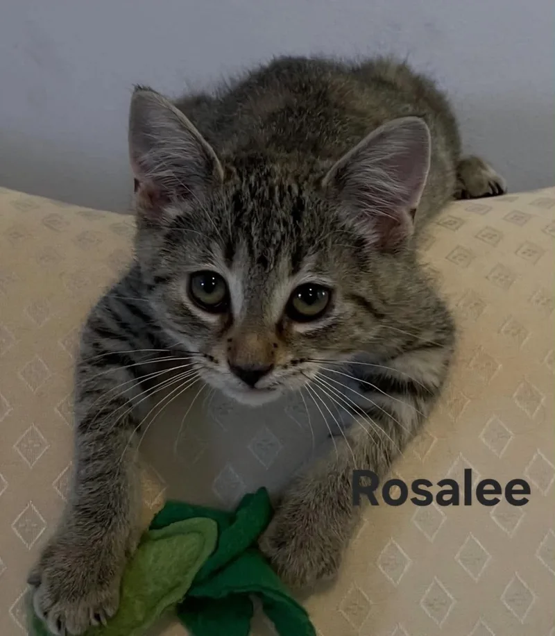 A baby medium-sized female Tabby (Buff / Tan / Fawn) Tabby cat named Rosalee for adoption in Wyandotte, MI
