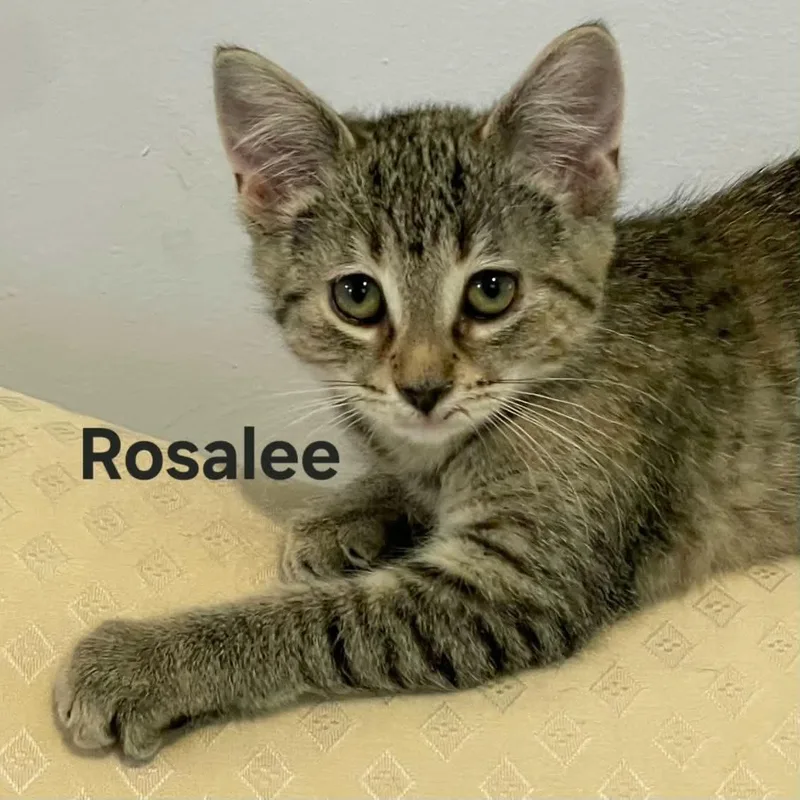 Rosalee thumbnail 3