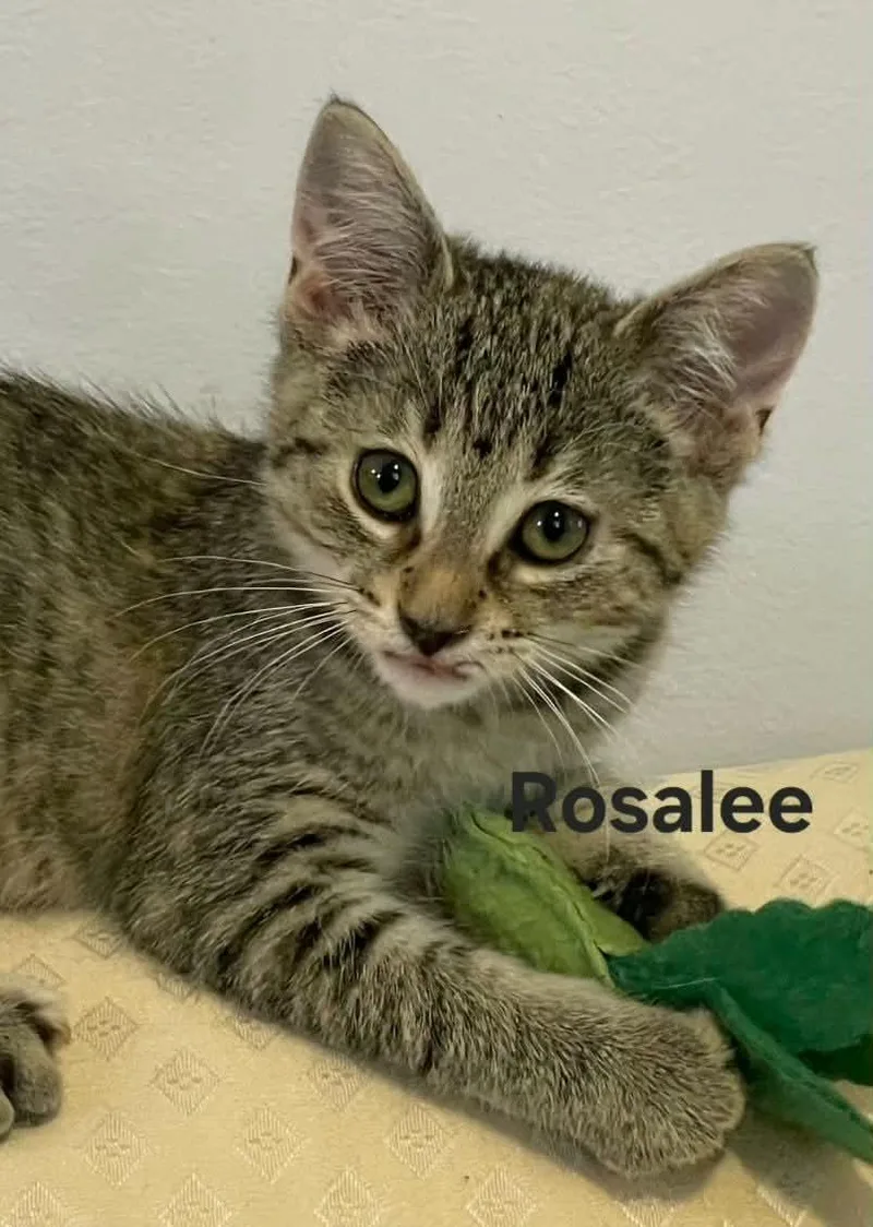 Rosalee thumbnail 4