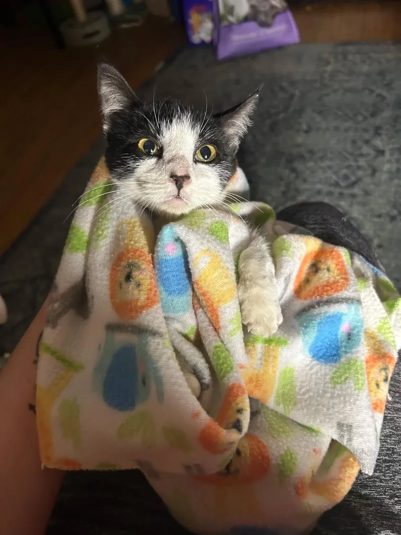 A baby medium-sized female Domestic Short Hair cat named Norma Jean for adoption in Lincoln, CA