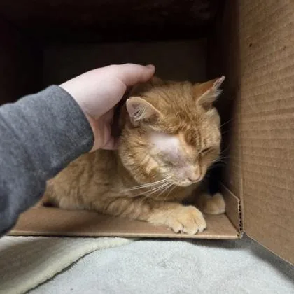 Cheddar Biscuit thumbnail 2