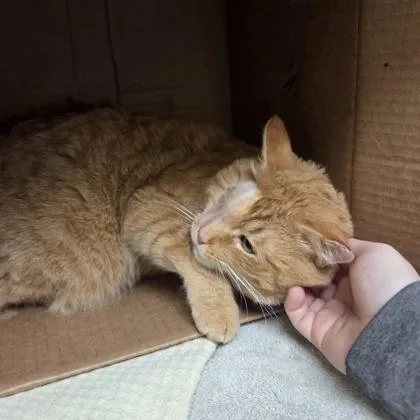 Cheddar Biscuit thumbnail 4