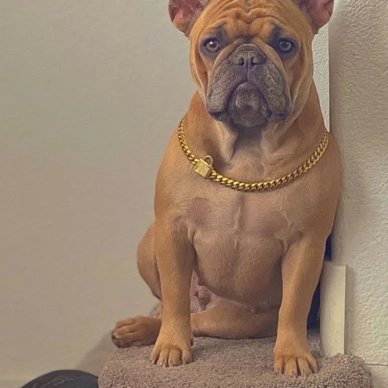 An adult small-sized female French Bulldog dog named Sora for adoption in North Las Vegas, NV
