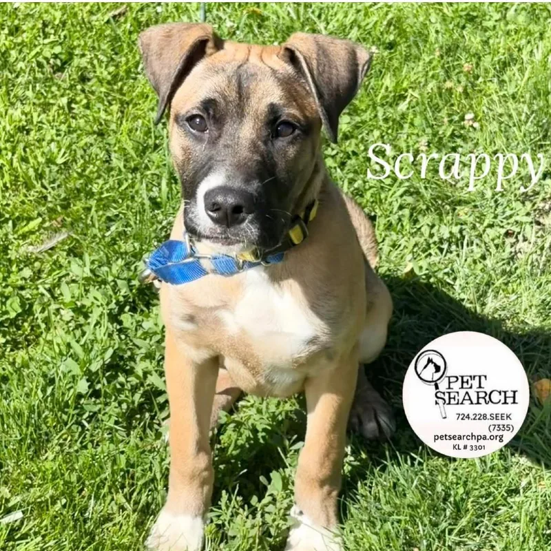 A baby large-sized male Yellow / Tan / Blond / Fawn Black Mouth Cur dog named Scrappy for adoption in Washington, PA