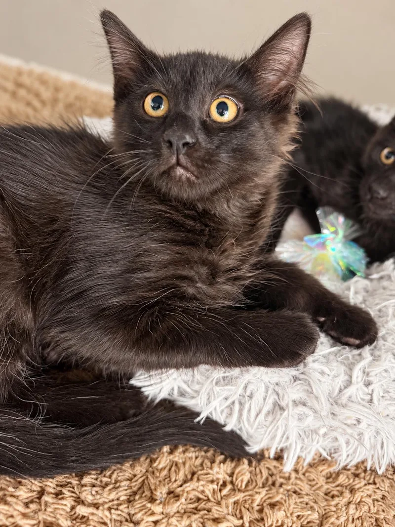 A baby small-sized male Domestic Medium Hair cat named Beavis for adoption in Rio Linda, CA