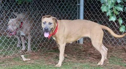 A young medium-sized female Mixed Breed dog named Sassy for adoption in Athens, GA