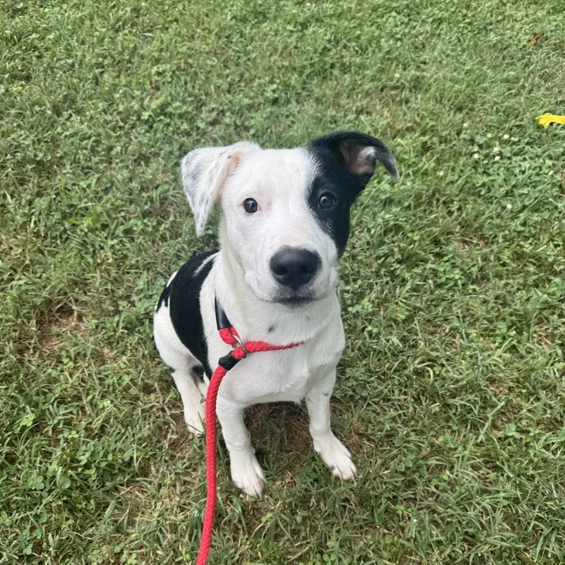 An adult medium-sized male Australian Shepherd dog named Leo for adoption in Lynchburg, VA