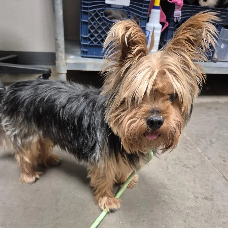 An adult small-sized male Black Yorkshire Terrier dog named Tribeca for adoption in Yuma, AZ