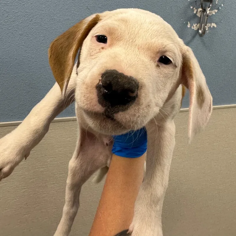 A baby small-sized male Mixed Breed dog named Cash for adoption in Las Cruces, NM