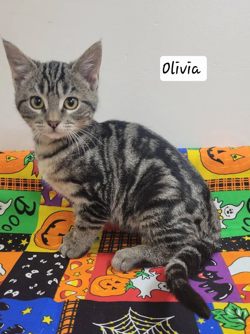 A baby medium-sized female Domestic Short Hair cat named Olivia for adoption in LaPlace, LA