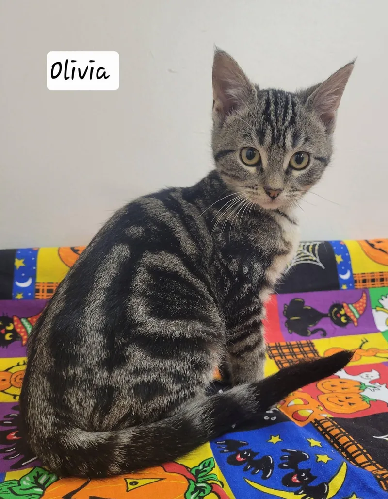 Olivia thumbnail 2