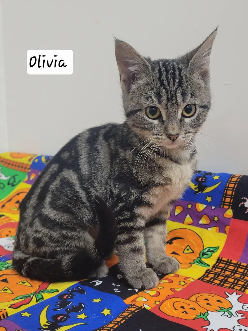 Olivia thumbnail 3