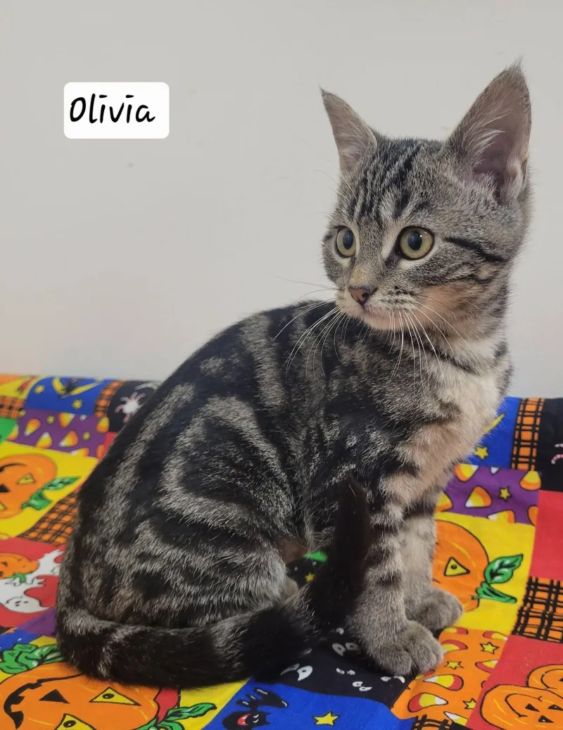 Olivia thumbnail 4