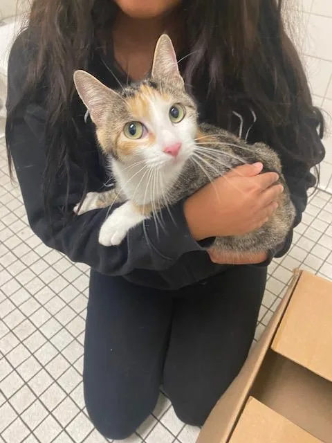 A young medium-sized female Domestic Short Hair cat named Luna for adoption in Dallas, TX