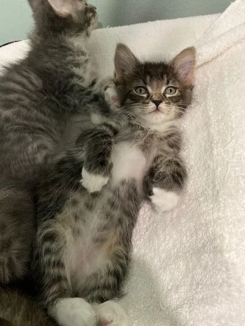 Fiorella thumbnail 2