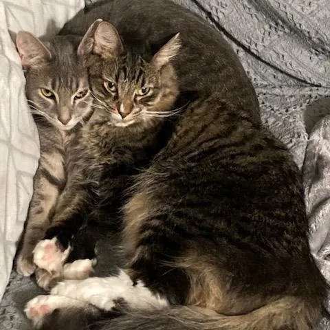 Fiorella thumbnail 3