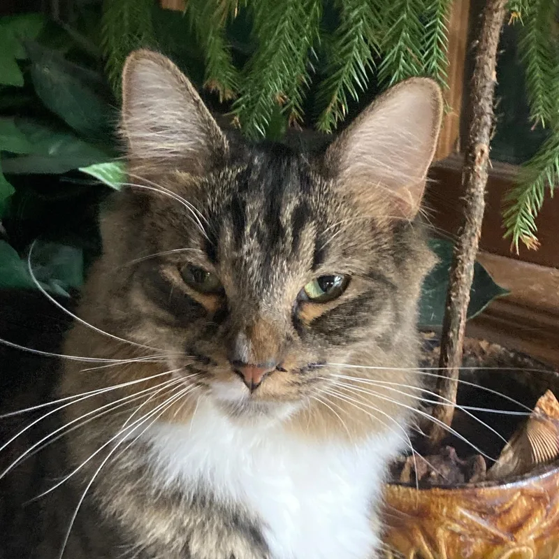 Fiorella thumbnail 4