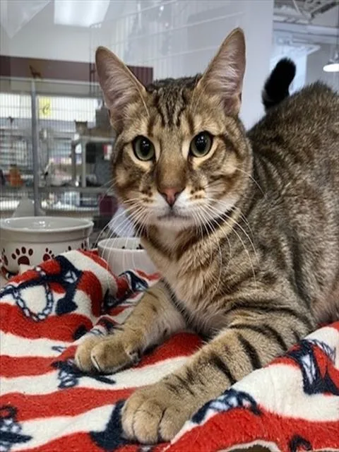 A young large-sized male Bengal cat named William for adoption in Springfield, MA