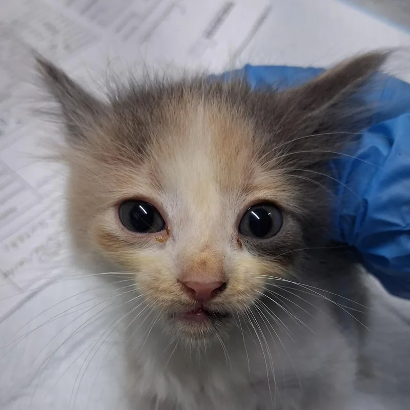 A baby small-sized female Domestic Medium Hair cat named Daisy @ Petco on for adoption in Summerville, SC