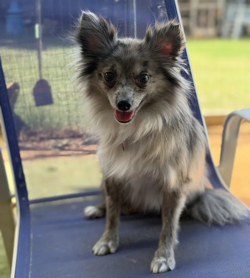 A young small-sized male Pomeranian dog named Jasper for adoption in Garland, TX