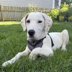 A young medium-sized female Yellow / Tan / Blond / Fawn Mixed Breed dog named Poppy for adoption in Deerfield, IL
