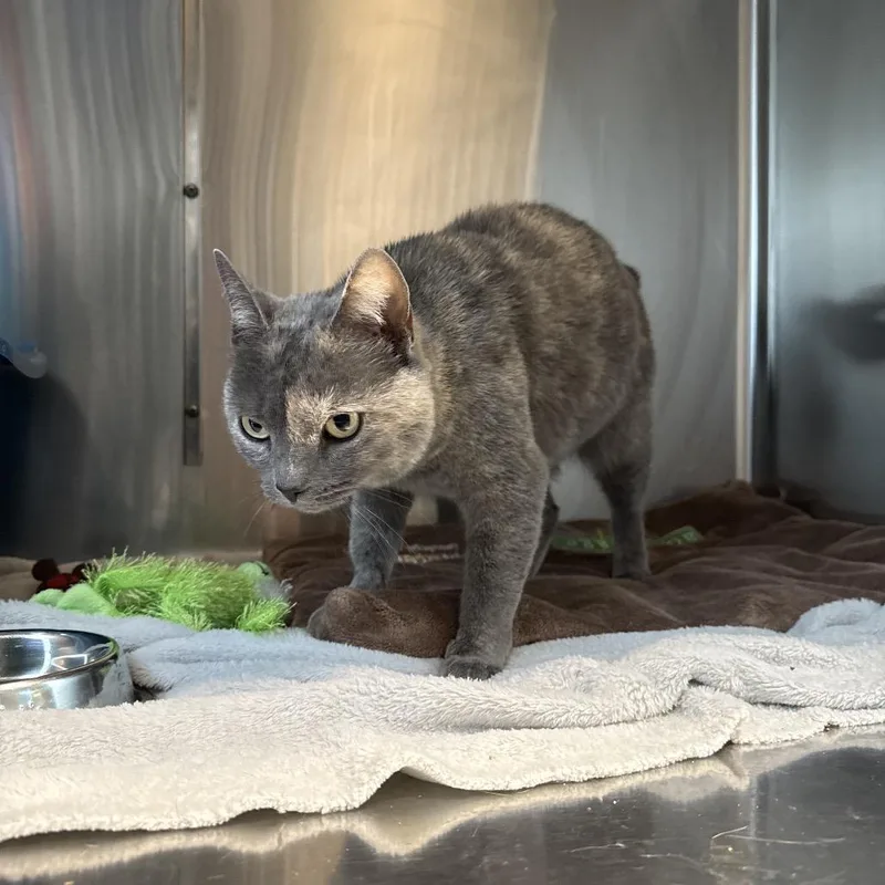 An adult medium-sized female Tortoiseshell Domestic Short Hair cat named Sweets for adoption in Knoxville, TN