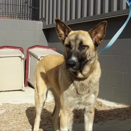 A young large-sized female Mixed Breed dog named Prissy for adoption in Janesville, WI