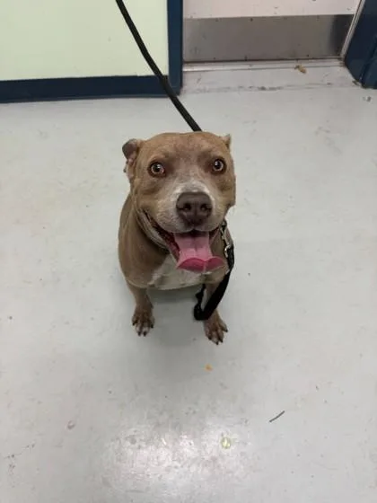 An adult large-sized male Mixed Breed dog named Bandoe for adoption in Savannah, GA