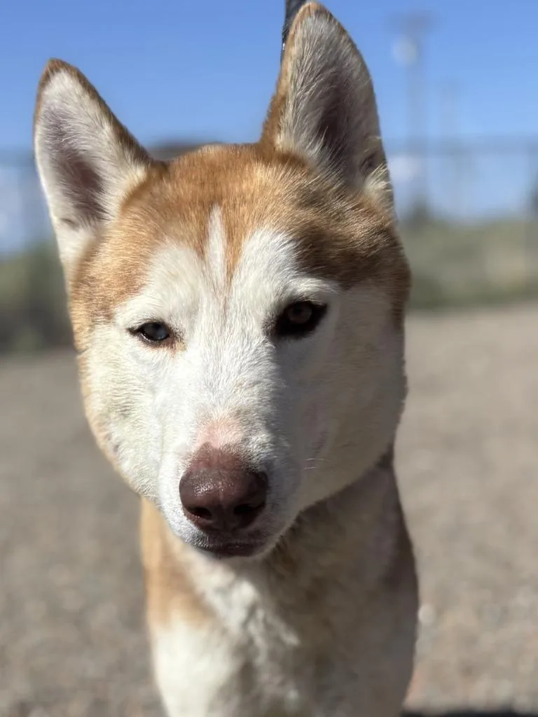 A young medium-sized male Husky dog named Logan nd Impound for adoption in Moriarty, NM
