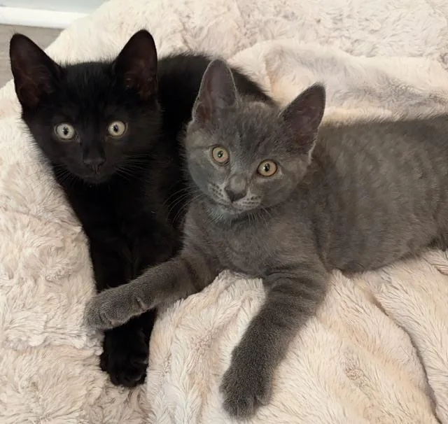 A baby medium-sized male Gray / Blue / Silver Domestic Short Hair cat named Dr. Xander "Smolder" Bravestone for adoption in Elmsford, NY