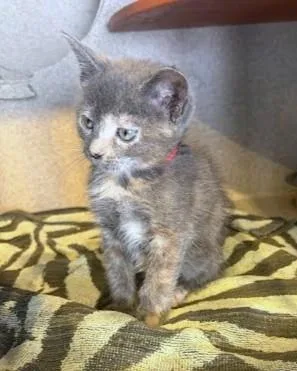 A baby small-sized female Domestic Short Hair cat named Saturn for adoption in Washington, DC