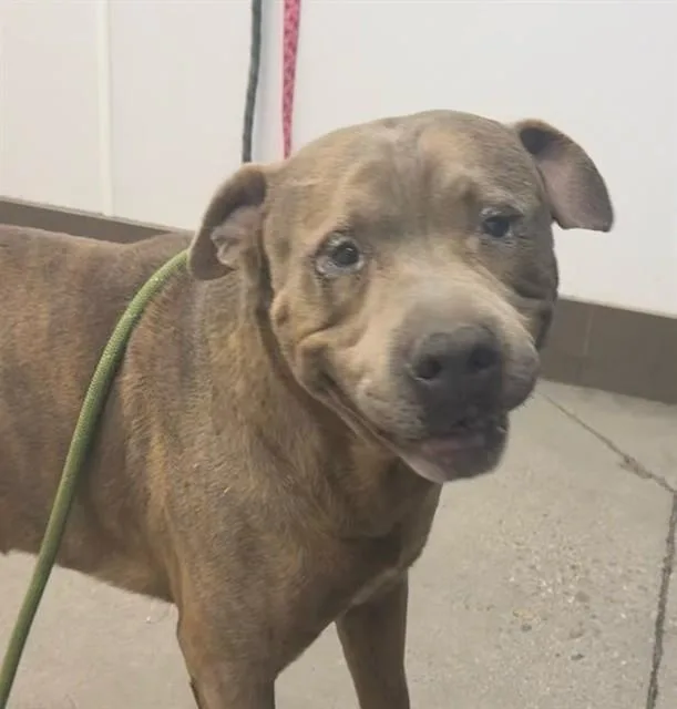 An adult large-sized male Pit Bull Terrier dog named Baggins for adoption in Tucson, AZ