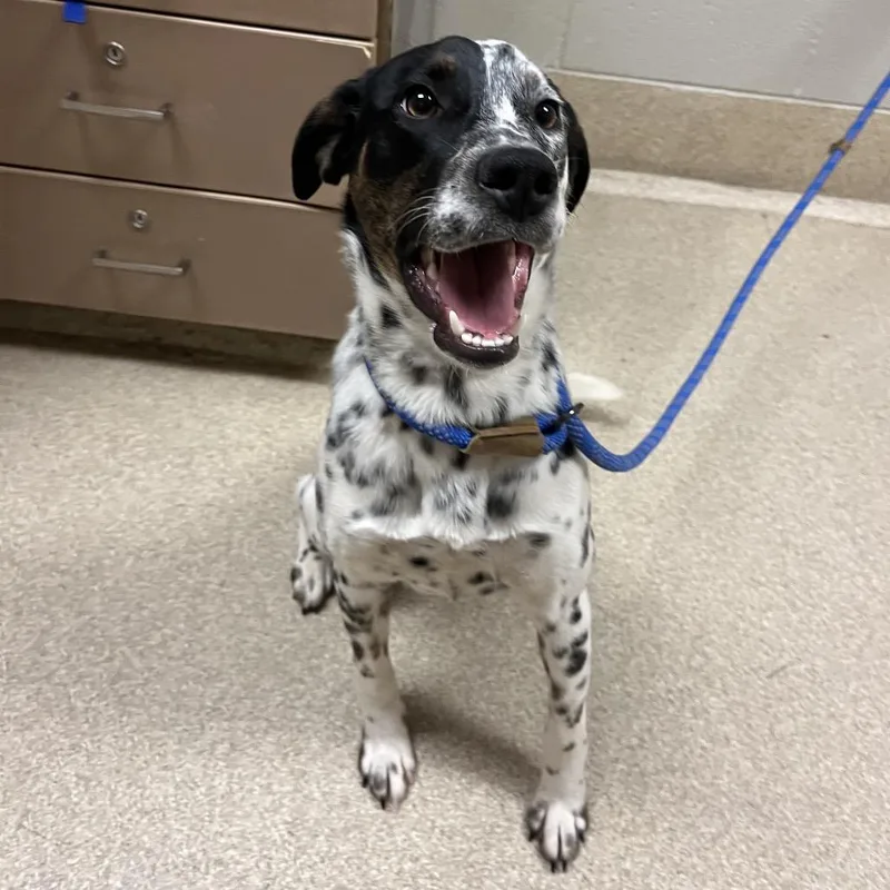 A young medium-sized male White / Cream Dalmatian dog named Pongo for adoption in Bristol, IN