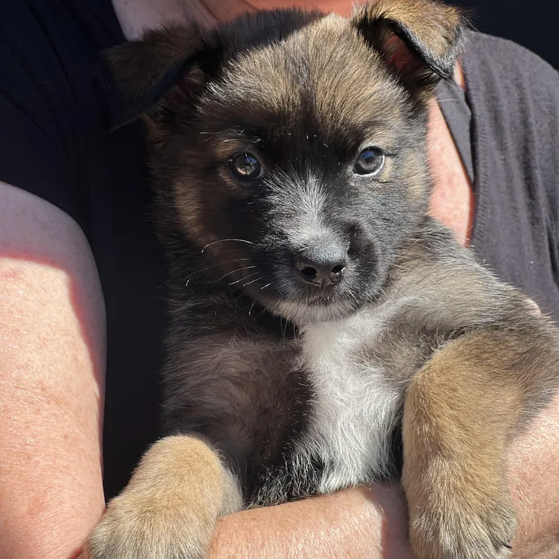 Sprout~ Havanese Mix Sweetie thumbnail 2