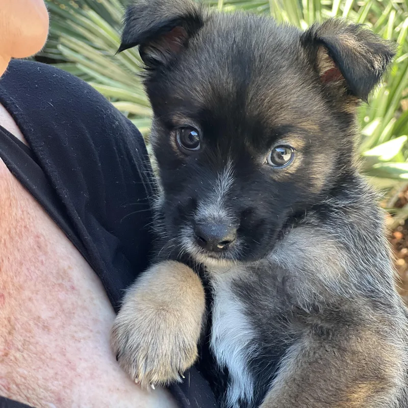 Sprout~ Havanese Mix Sweetie