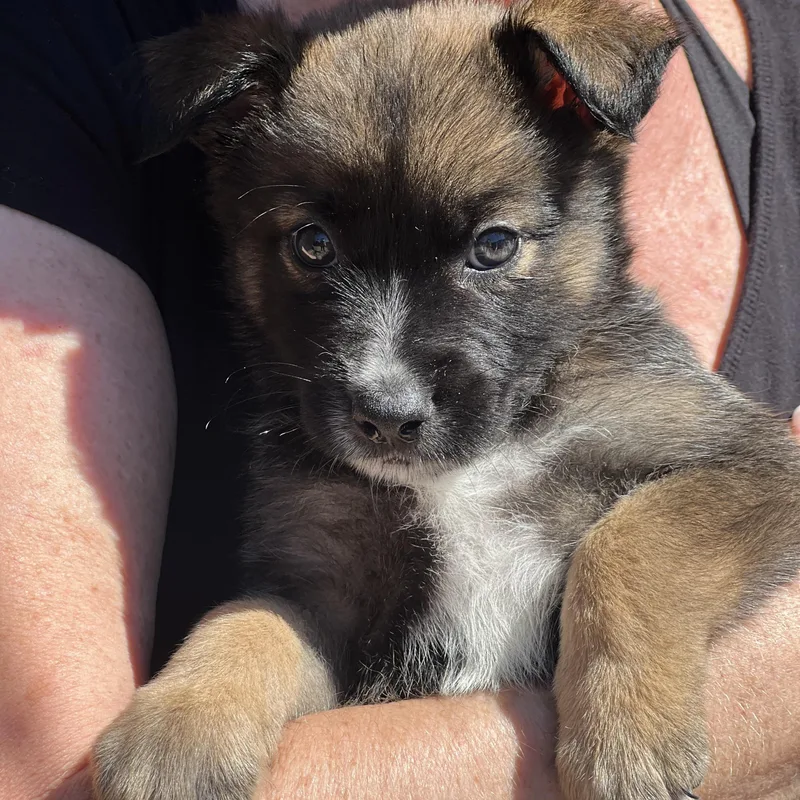 Sprout~ Havanese Mix Sweetie thumbnail 3