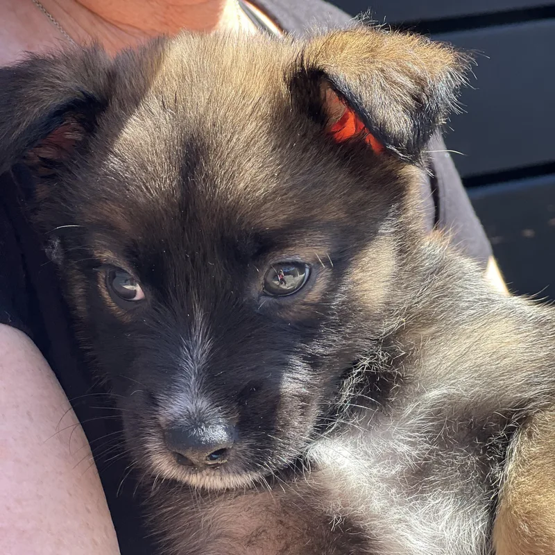 Sprout~ Havanese Mix Sweetie thumbnail 4