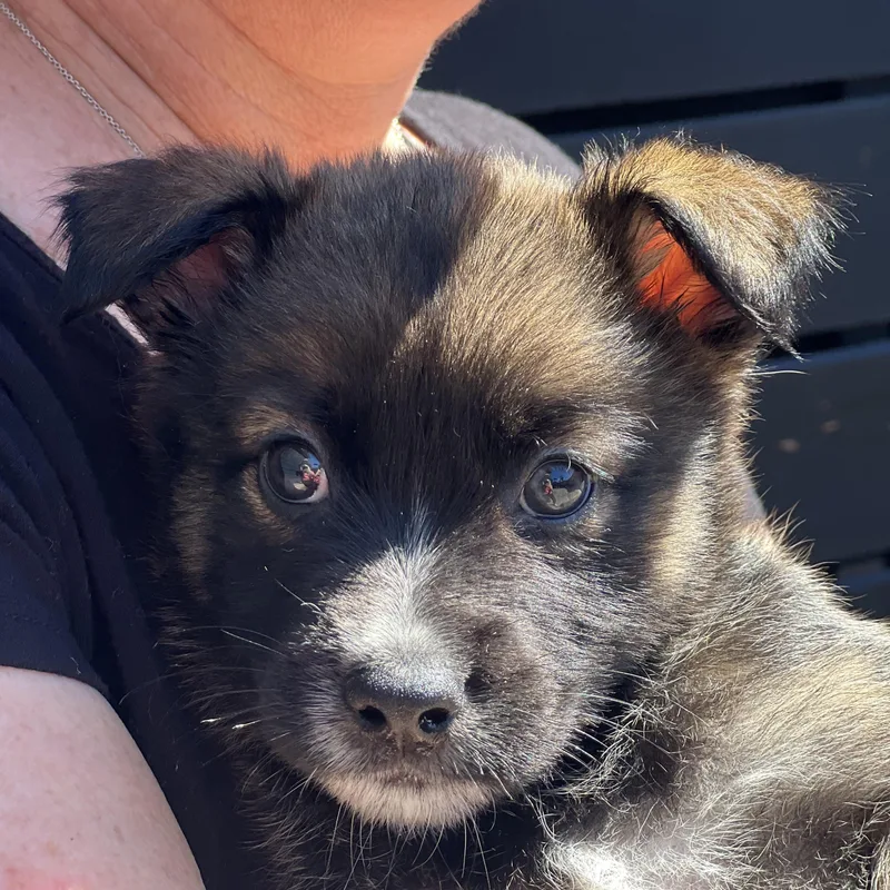 Sprout~ Havanese Mix Sweetie thumbnail 5