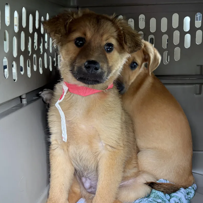 A young medium-sized male Bicolor Australian Cattle Dog / Blue Heeler dog named Smokey for adoption in West Grove, PA