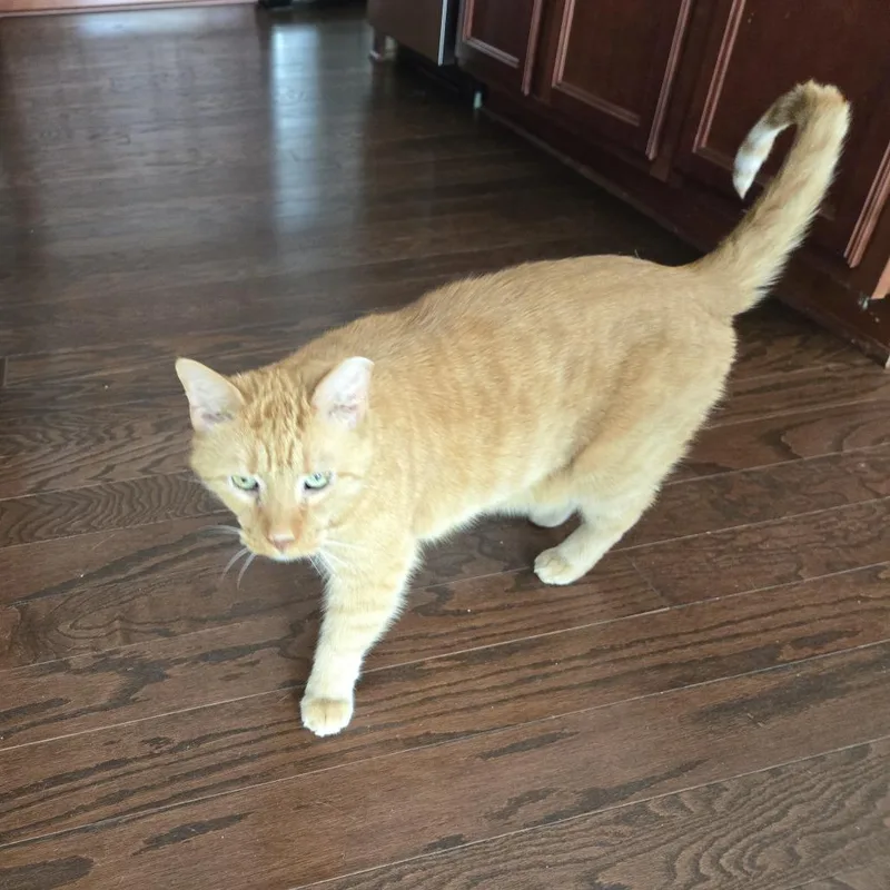Morris