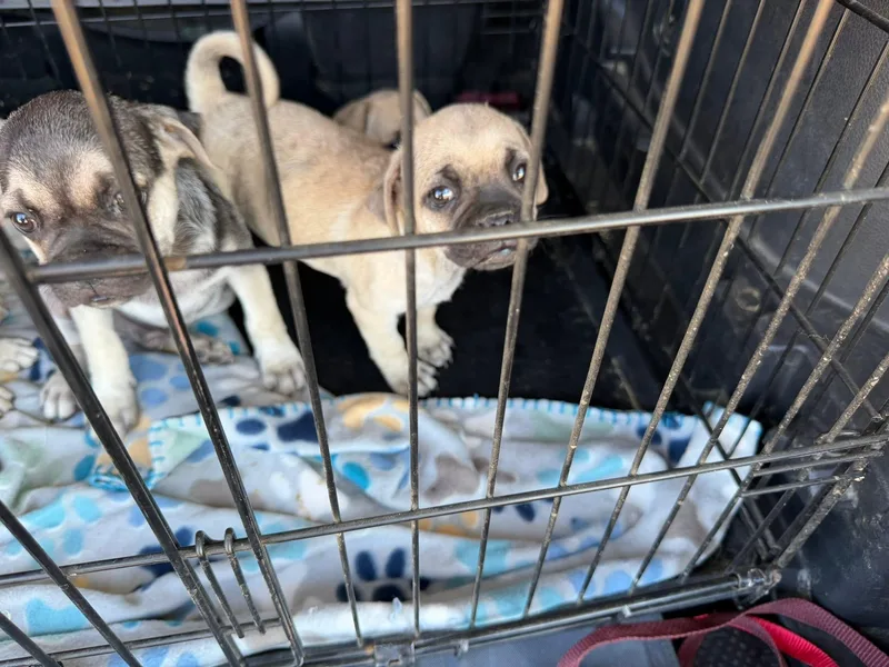 A baby medium-sized female White / Cream Pug dog named Bug for adoption in Agua Dulce, CA