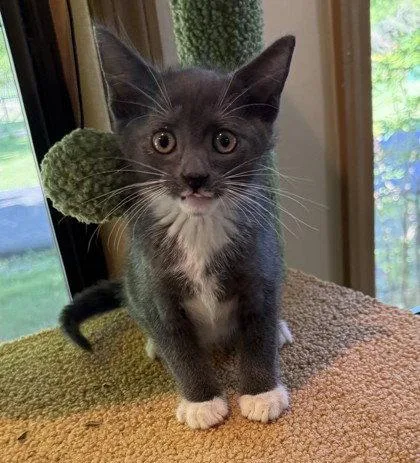 A young small-sized male Gray & White Domestic Short Hair cat named Ducky for adoption in Midland, VA