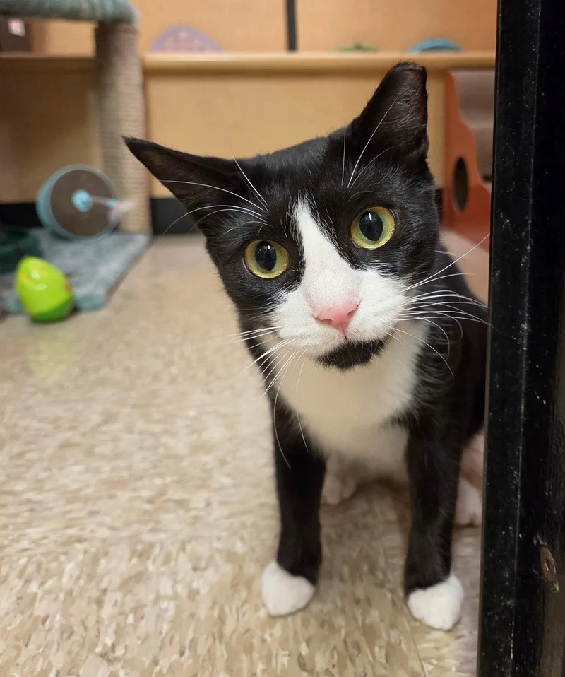 An adult medium-sized female Tuxedo cat named Gumdrop for adoption in Fort Myers, FL