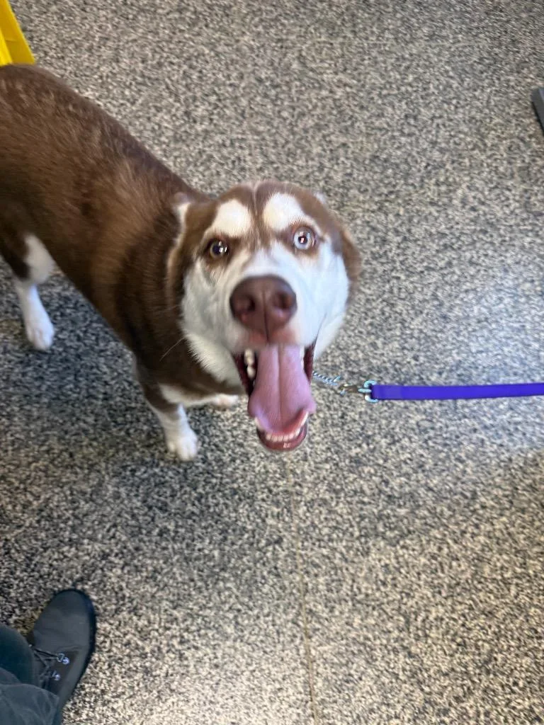 A baby large-sized male Mixed Breed dog named BoBo for adoption in Columbia, TN