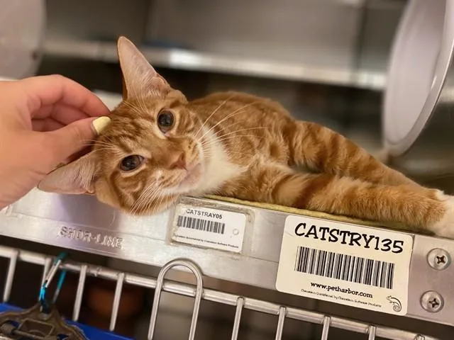 A young small-sized male Domestic Short Hair cat named Toad for adoption in Fort Wayne, IN