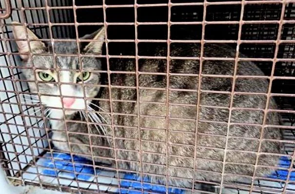 A young large-sized male Domestic Short Hair cat named Mona for adoption in Houston, TX