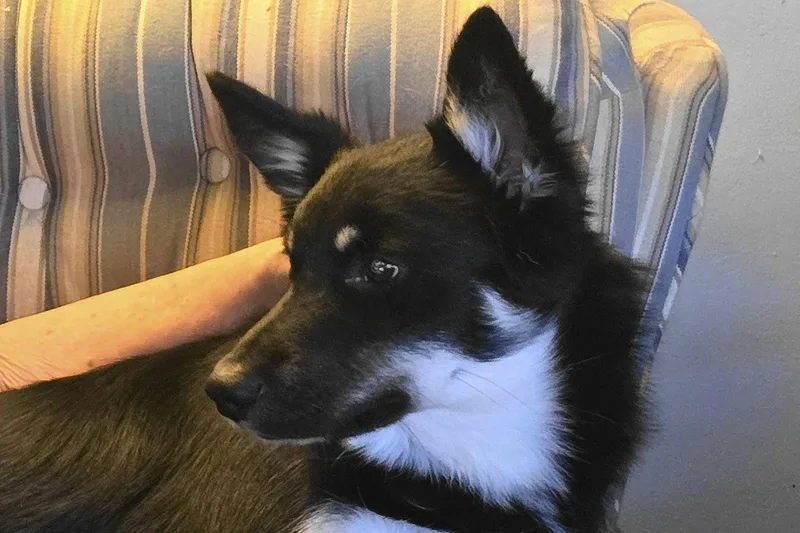 A young large-sized male Shepherd dog named Danny for adoption in Doylestown, PA