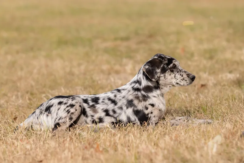 A baby medium-sized male Catahoula Leopard Dog named Pinto for adoption in Okolona, MS