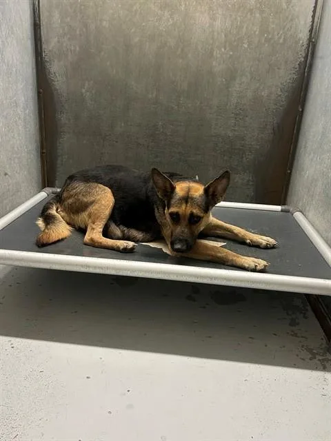 A young large-sized female German Shepherd Dog dog named Storm for adoption in Conroe, TX